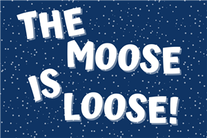 Moose is loose